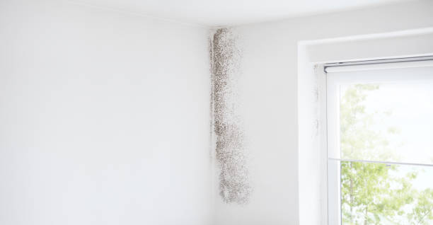 Mold Removal