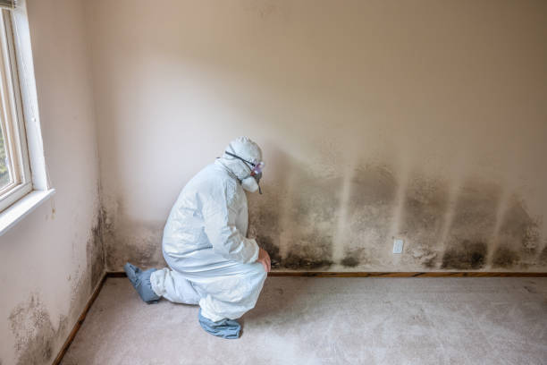 Professional Mold Removal in Inverness, FL